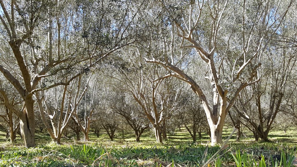 Pés de Oliveira